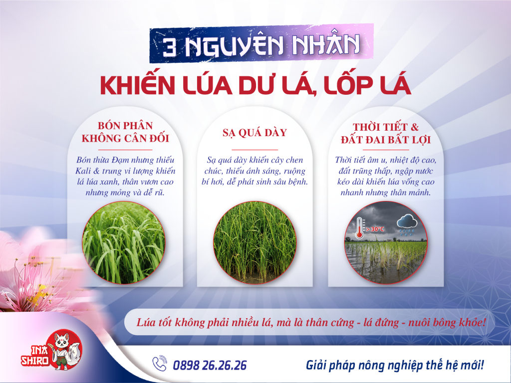 3 nguyên nhân khiến lúa bị dư lá, lốp lá