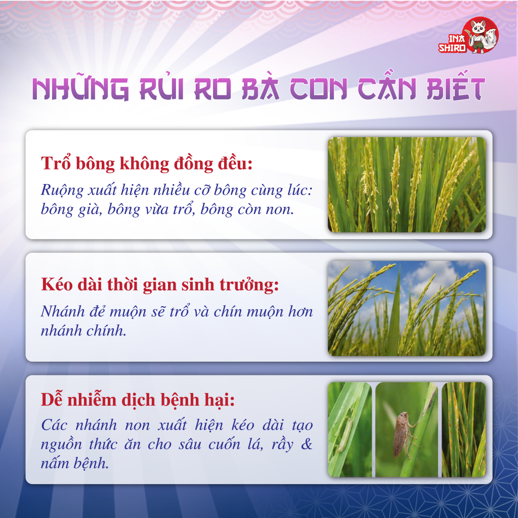 Lúa đẻ nhánh không tập trung mang đến những rui ro cho ruộng lúa của bà con