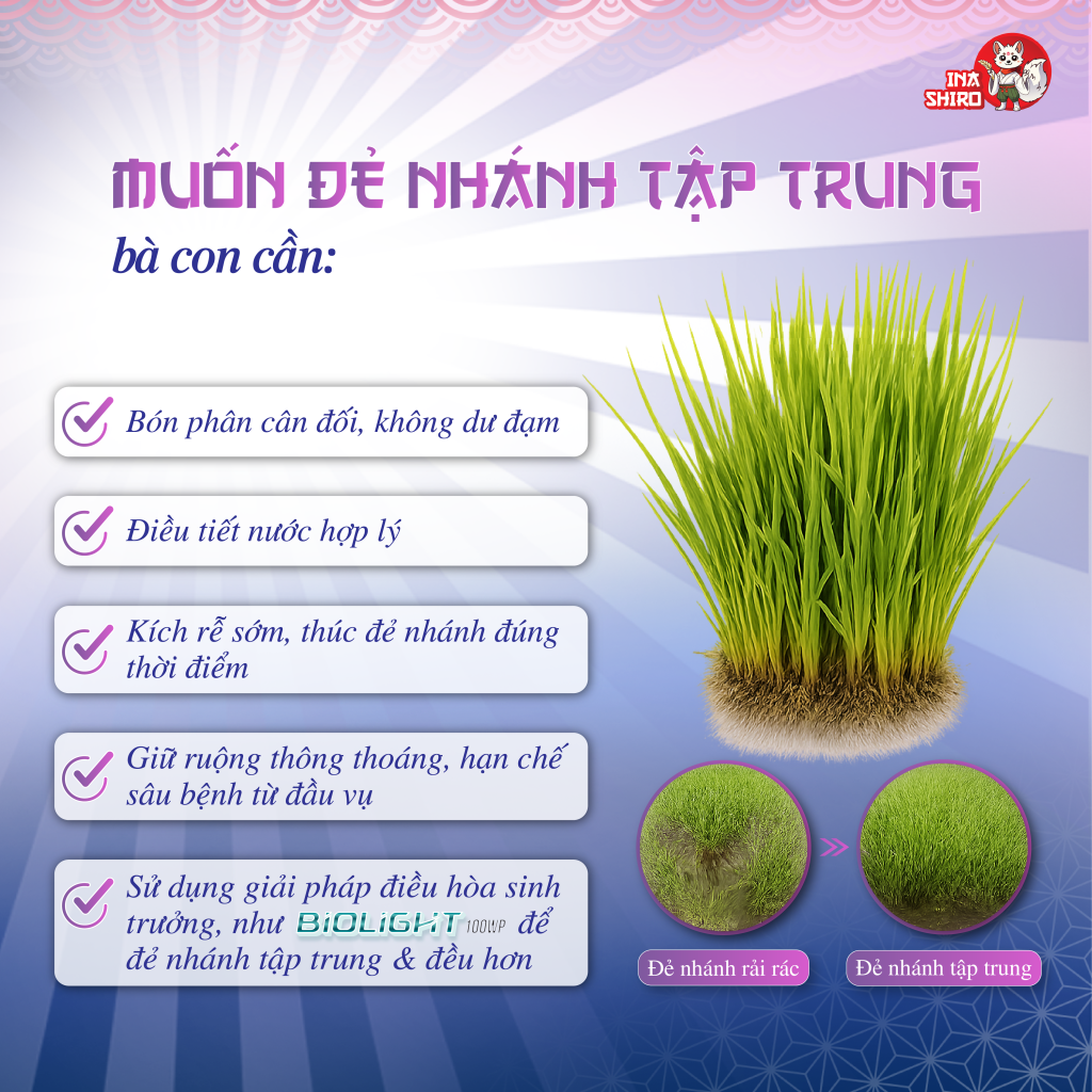 Các mẹo giúp lúa đẻ nhánh tập trung được bà con nông dân chia sẻ