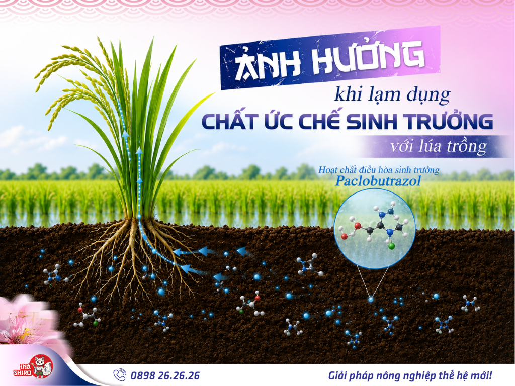 Các tác hại khi lạm dụng chất ức chế sinh trưởng đối với lúa trồng