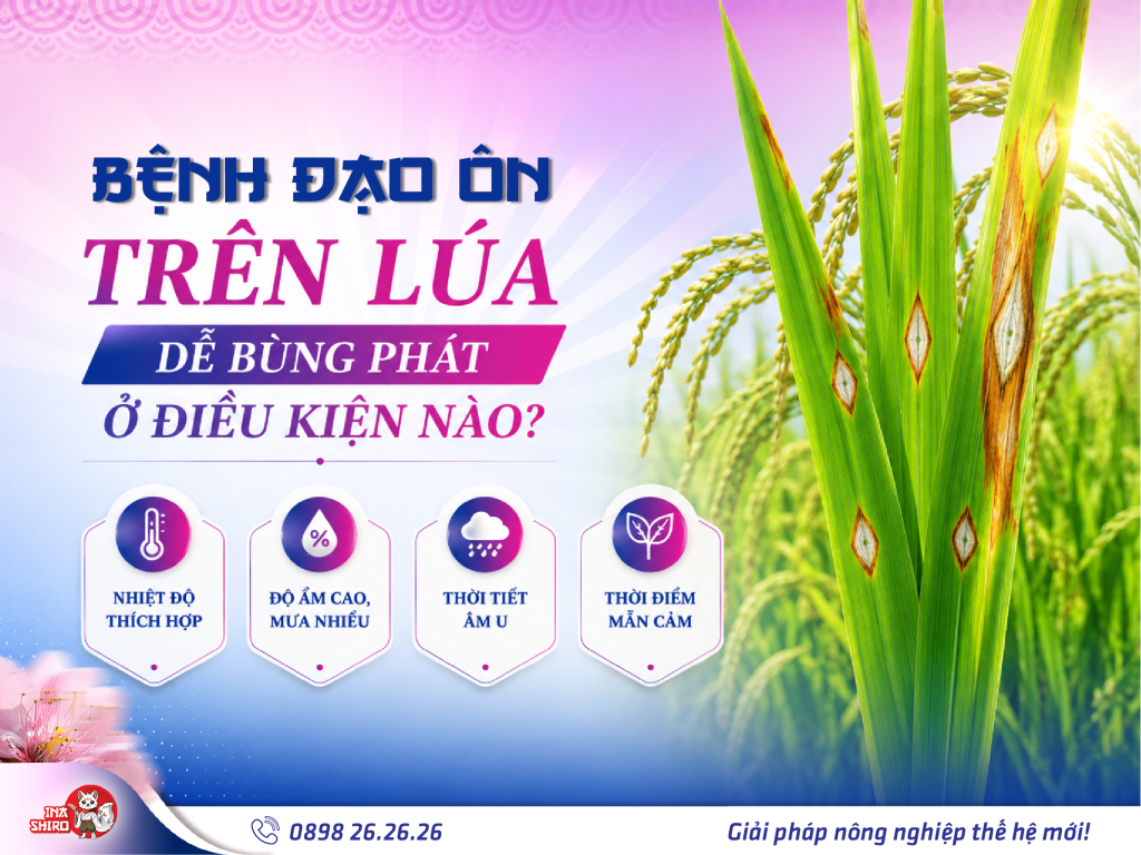 Bệnh đạo ôn trên lúa dễ bùng phát ở điều kiện nào?