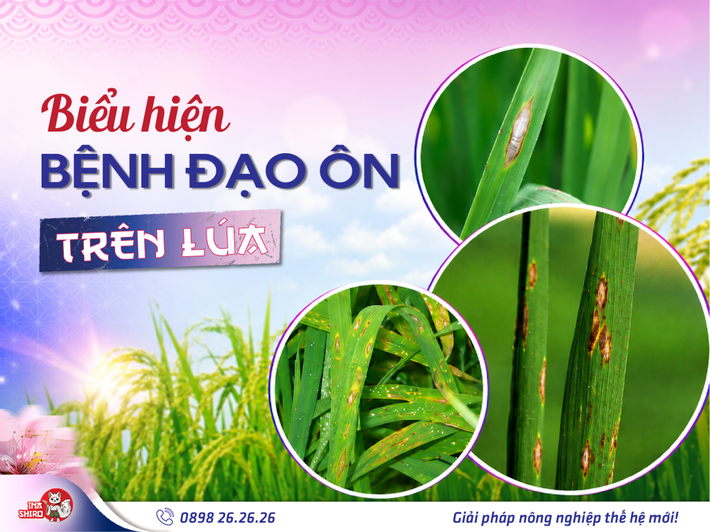 Biểu hiện bệnh đạo ôn trên lúa