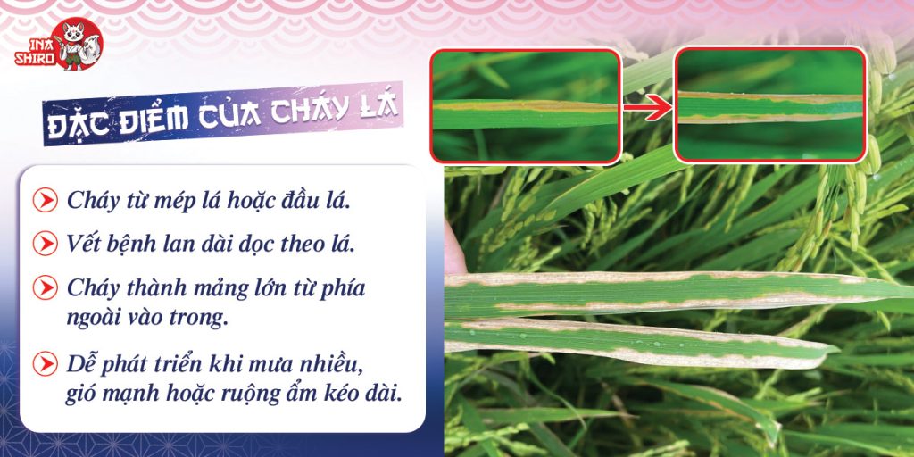 Các đặc điểm/ dấu hiệu của bệnh cháy bìa lá lúa do vi khuẩn