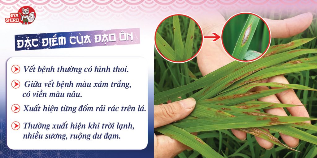 Dấu hiệu nhận biết bệnh đạo ôn lá trên lúa