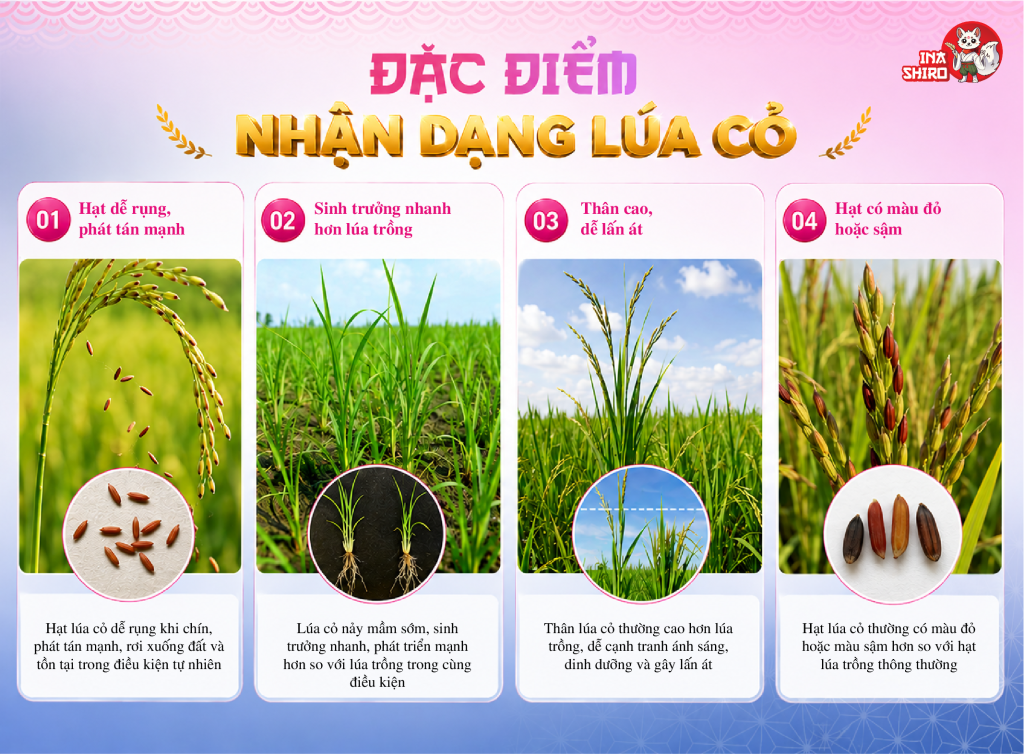 Các đặc điểm nhận dạng lúa cỏ