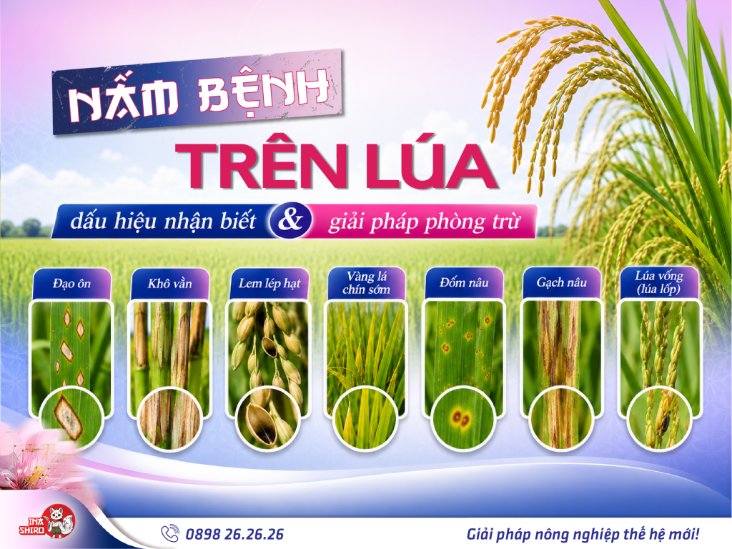 Nấm bệnh trên lúa: Dấu hiệu nhận biết và giải pháp phòng trừ