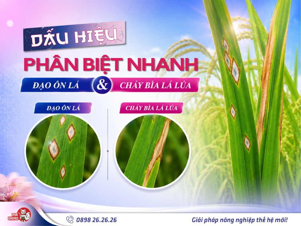 Dấu hiệu phân biệt nhanh đạo ôn lá và cháy bìa lá lúa