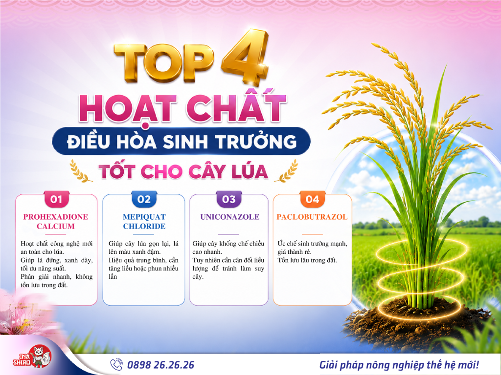 Top 4 hoạt chất điều hòa sinh trưởng tốt cho cây lúa. Hoạt chất Prohexadione Calcium