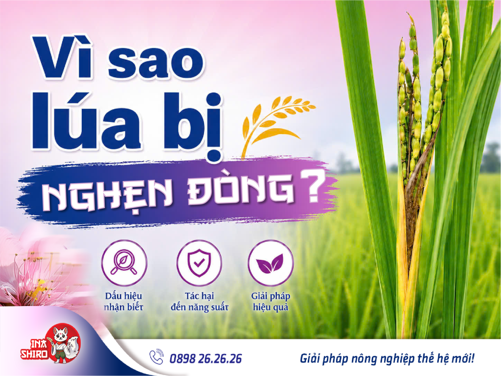 Vì sao lúa bị nghẹn đòng