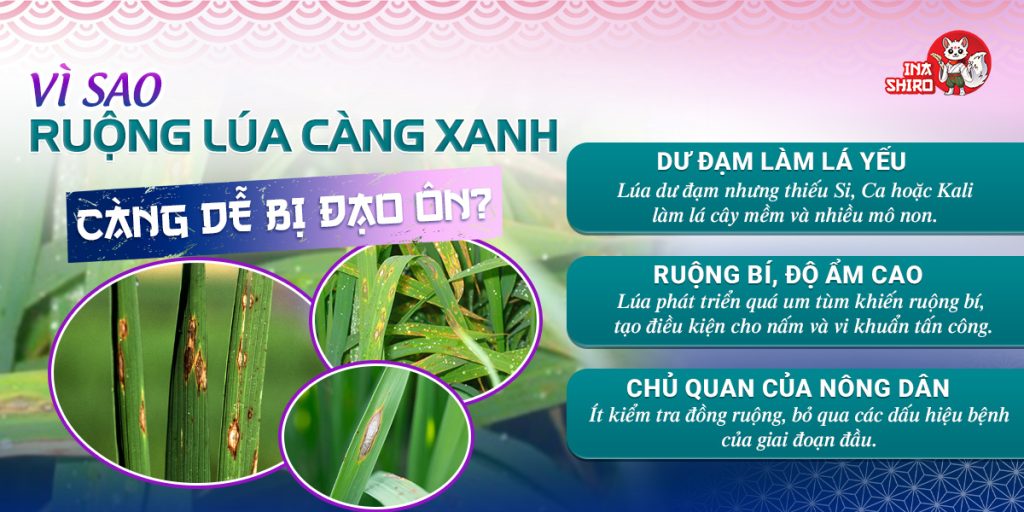 Vì sao ruộng lúa càng xanh là biểu hiện lúa dễ bị bệnh đạo ôn