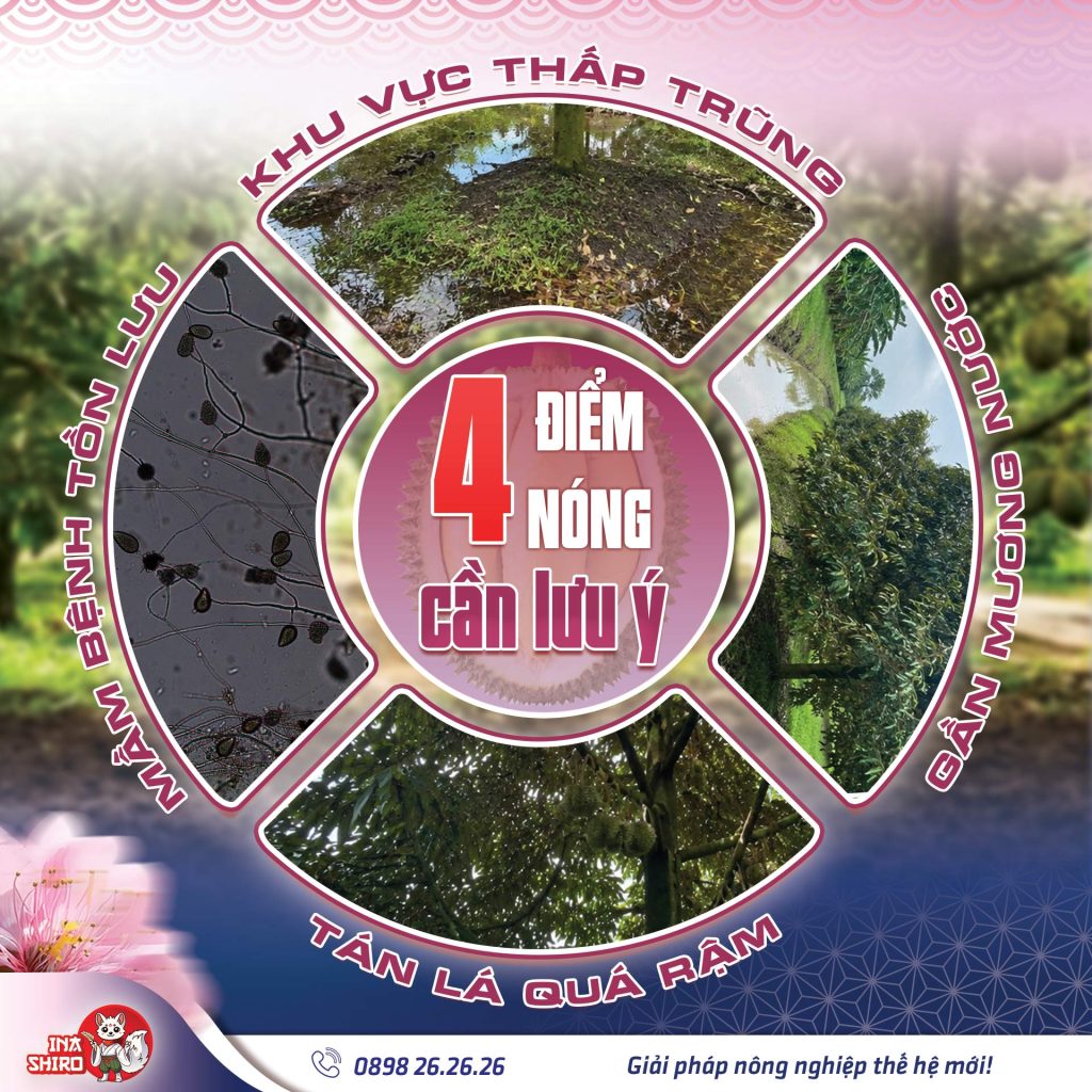 4 vị trí cần lưu ý trong vườn để phát hiện sớm sầu riêng bị thối trái