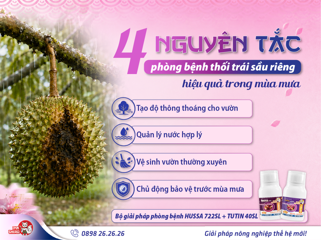 4 nguyên tắc phòng bệnh thối trái sầu riêng hiệu quả trong mùa mưa