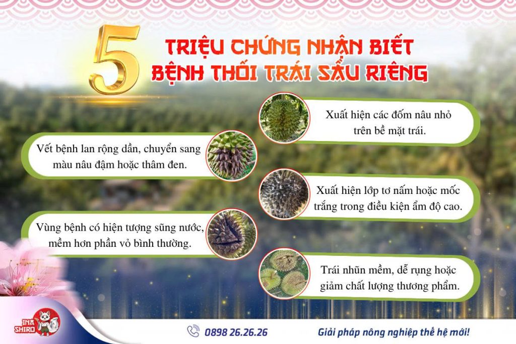 5 triệu chứng nhận biết bệnh thối trái sầu riêng