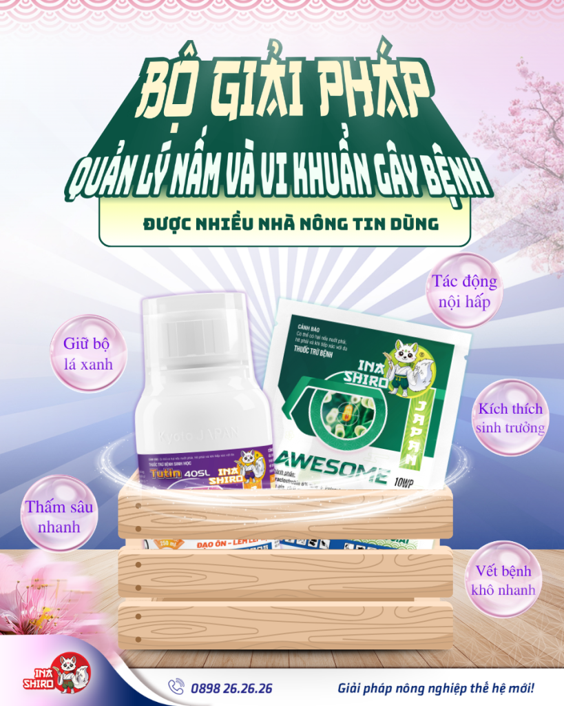Phòng trị nấm và vi khuẩn hại lúa hiệu quả với bộ đôi thuốc trừ bệnh Awesome 10WP và Tutin 40SL