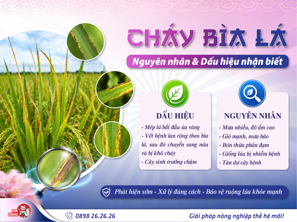 Bệnh cháy bìa lá lúa: Nguyên nhân và dấu hiệu nhận biết bà con cần lưu ý