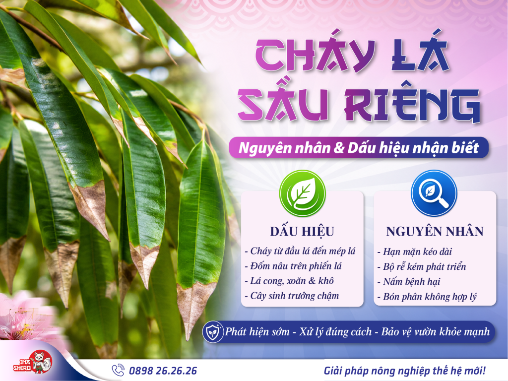 Bệnh cháy lá sầu riêng: Nguyên nhân và dấu hiệu nhận biết