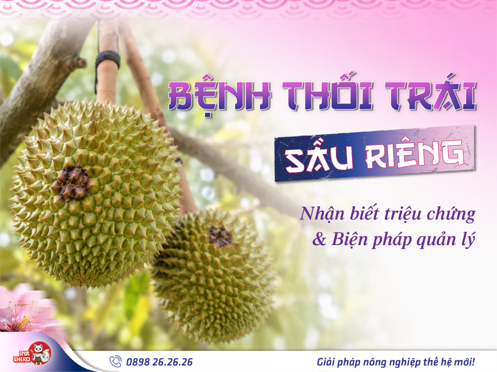Bệnh thối trái sầu riêng: Nhận biết triệu chứng bệnh và biện pháp quản lý