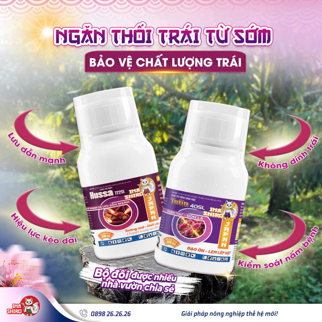 Bộ đôi giải pháp phòng bệnh thối trái sầu riêng từ sớm để bảo vệ chất lượng trái và năng suất cả vườn