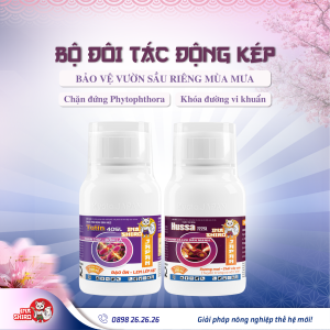 Bộ đôi giải pháp Hussa 722SL + Tutin 40SL trị thối trái sầu riêng do nấm Phytophthora