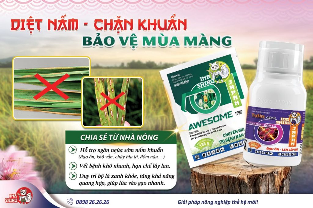 Giải pháp phòng trị nấm và vi khuẩn hiệu quả được nhà nông tin dùng - Bộ đôi thuốc trừ bệnh Awesome 10WP và Tutin 40SL