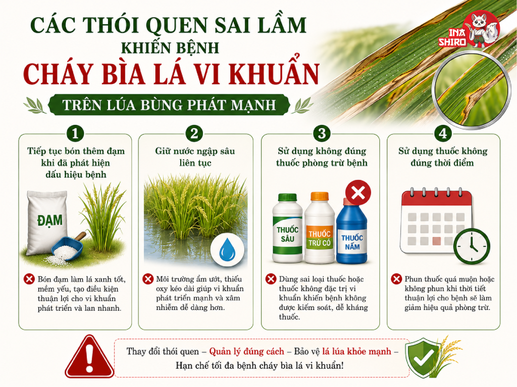 Các thói quen sai lầm khiến bệnh cháy bìa vi khuẩn bùng phát mạnh trên ruộng lúa