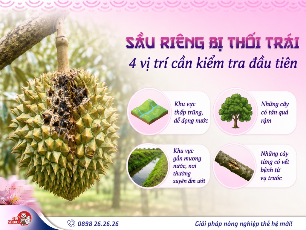 Sầu riêng bị thối trái - Bà còn cần kiểm tra 4 vị trí này đầu tiên