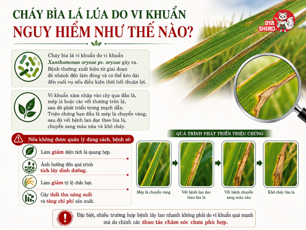 Cháy bìa lá lúa do vi khuẩn nguy hiểm như thế nào?