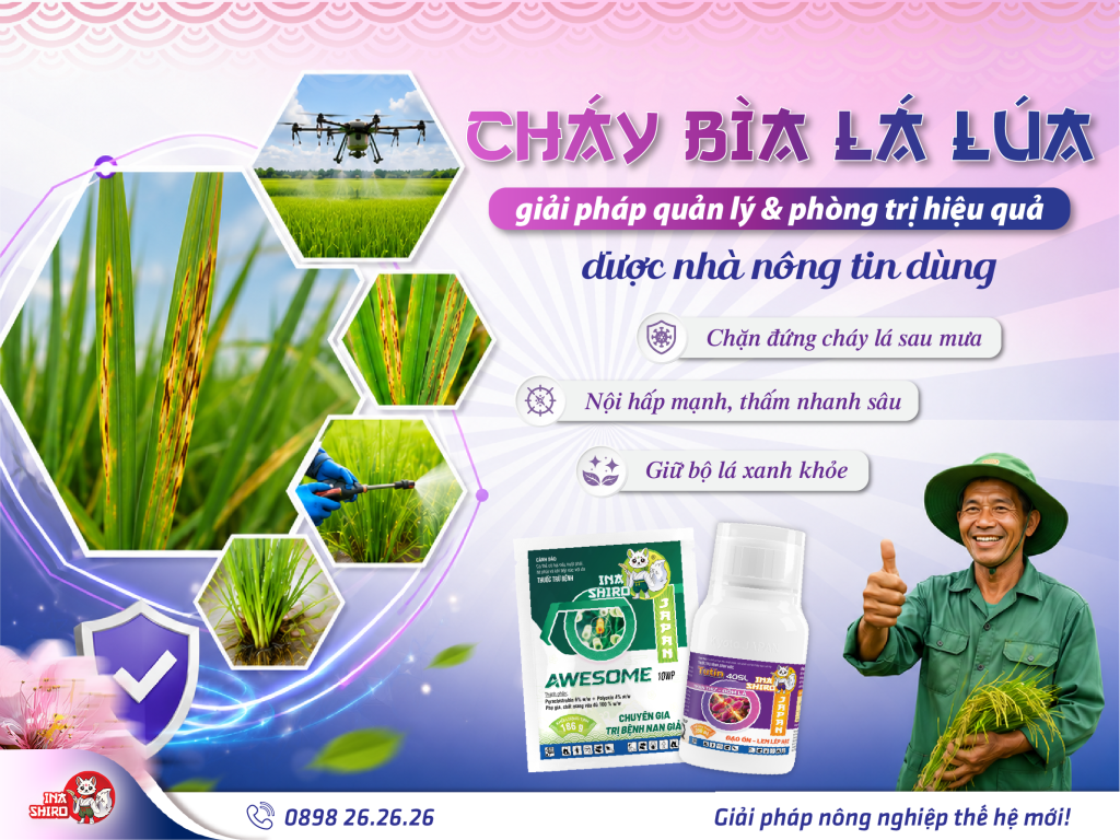 Cháy bìa lá lúa: Giải pháp quản lý và phòng trị hiệu quả được nhà nông tin dùng