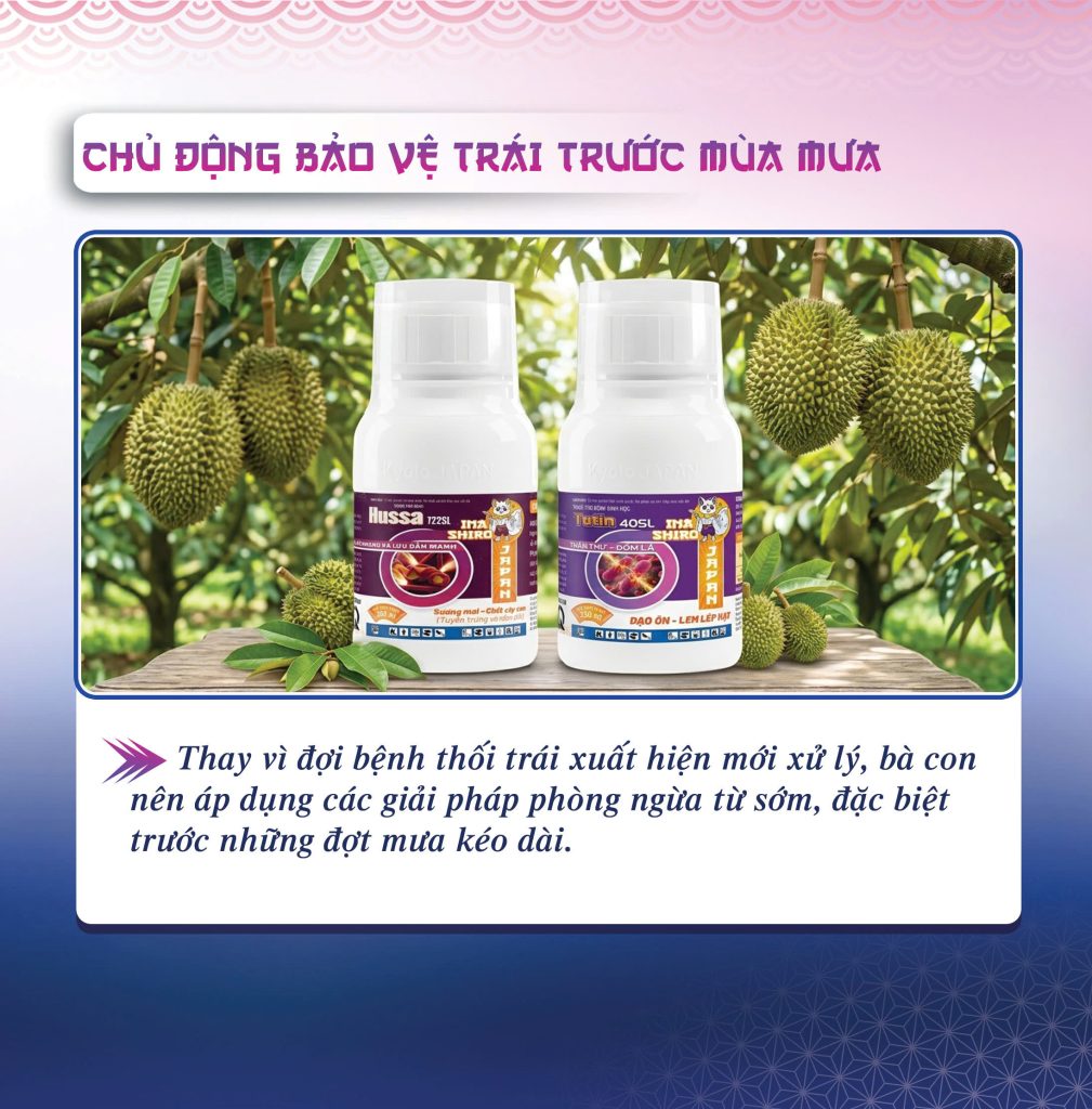 Nguyên tắc phòng bệnh thối trái sầu riêng hiệu quả là chủ động bảo vệ trái trước mùa mưa