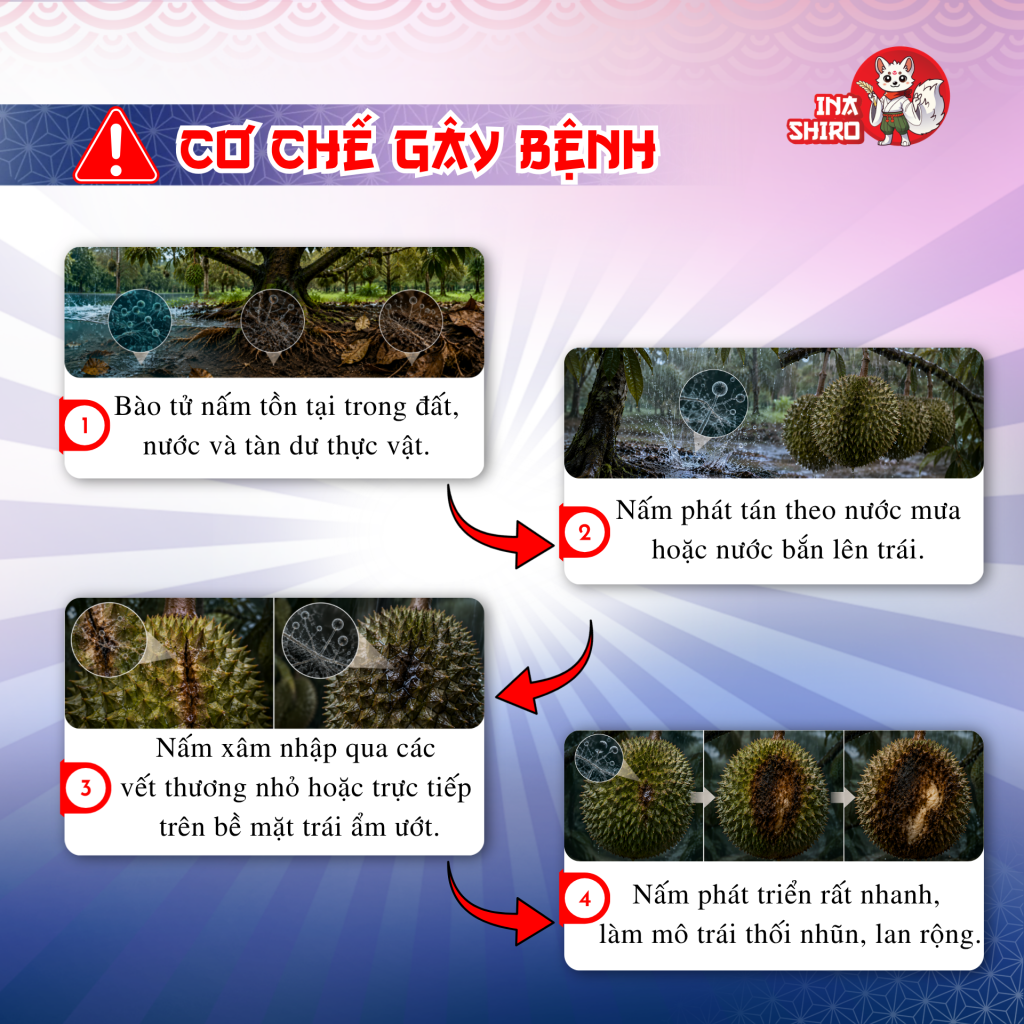 Cơ chế gây bệnh thối trái sầu riêng do nấm Phytophthora