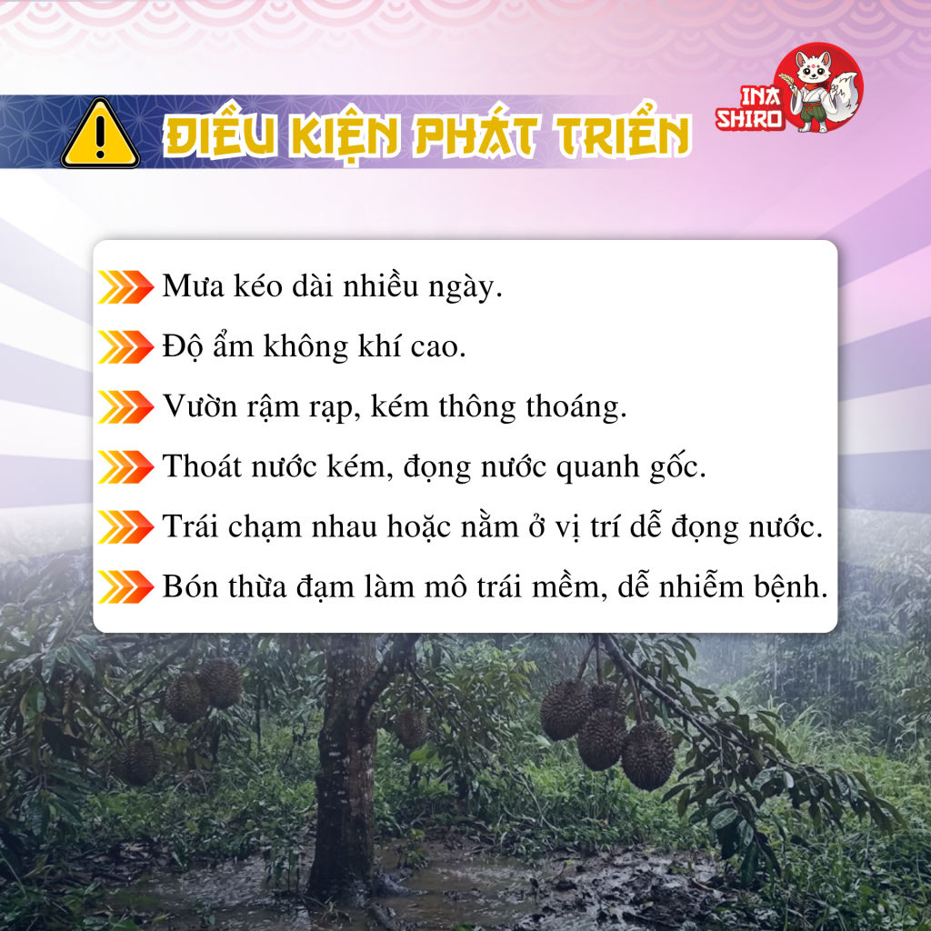 Điều kiện phát triển nấm Phytophthora gây bệnh thối trái sầu riêng