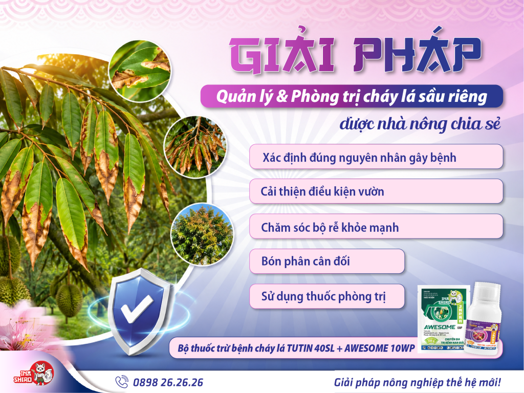 Giải pháp quản lý và phòng trị cháy lá sầu riêng hiệu quả