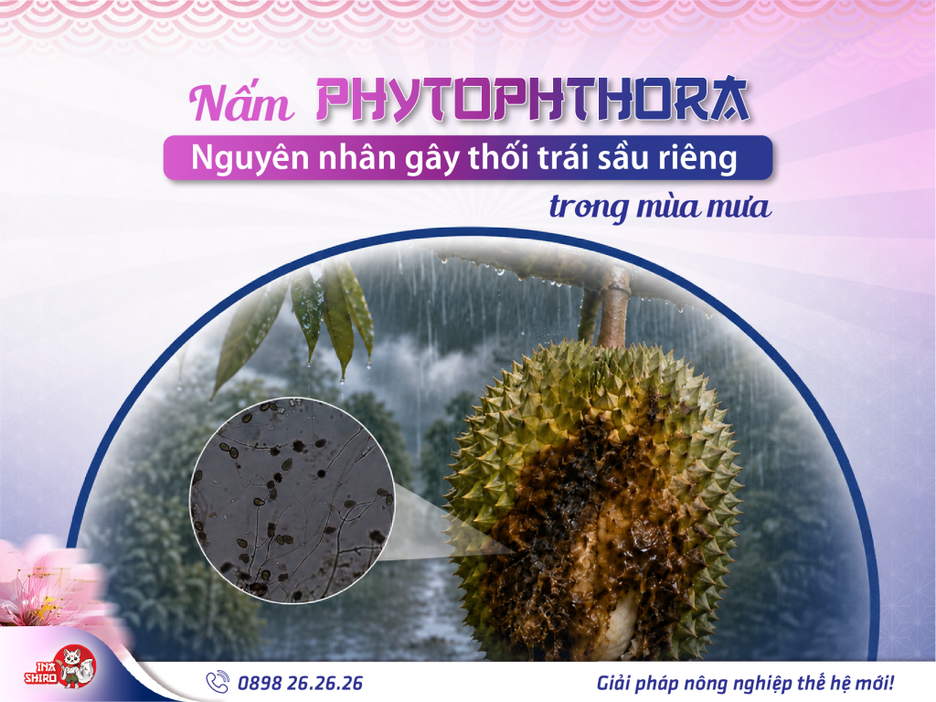 Nấm Phytophthora: Nguyên nhân gây thối trái sầu riêng mùa mưa
