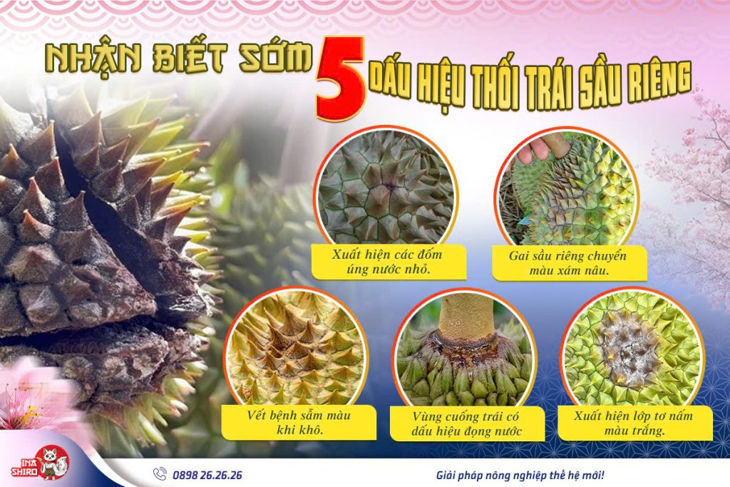 Nhận biết sớm 5 dấu hiệu thối trái sầu riêng để kịp thời xử lý