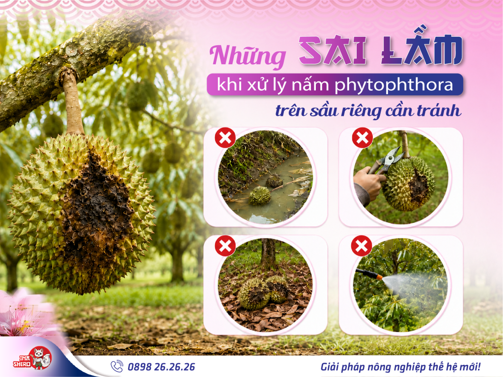 Những sai lầm khi xử lý nấm phytophthora sầu riêng cần tránh