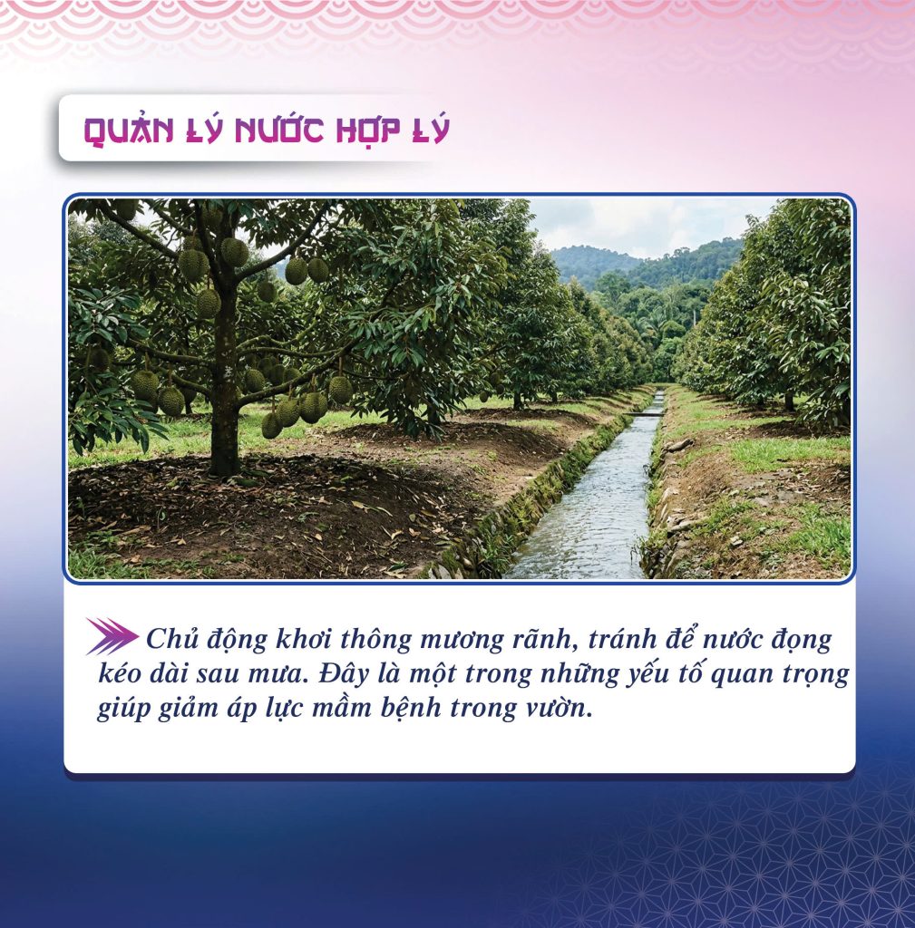 Quản lý nước hợp lý là một trong những nguyên tắc quan trọng trong các nguyên tắc phòng bệnh thối trái sầu riêng