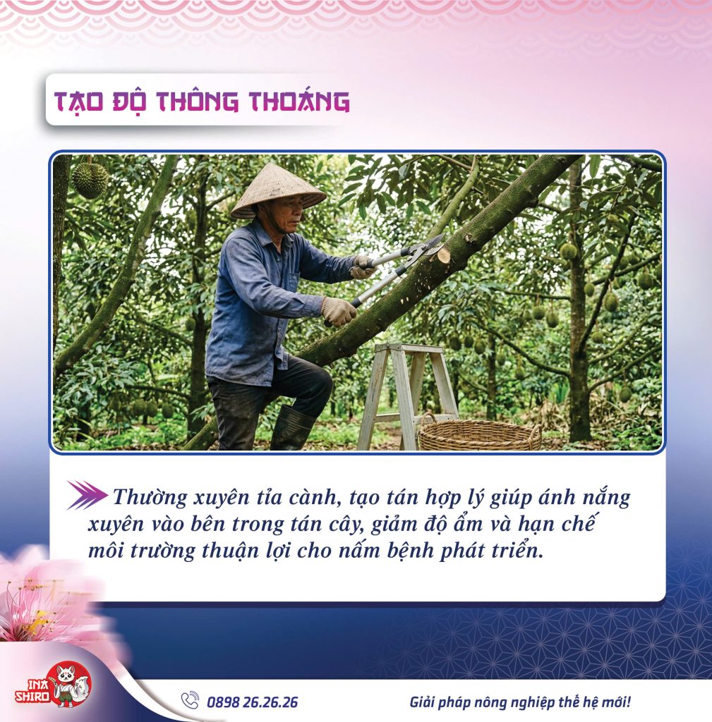 Nguyên tắc phòng bệnh thối trái sầu riêng mùa mưa: Tạo độ thông thoáng cho vườn