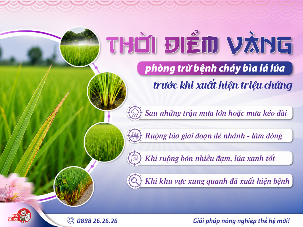 Thời điểm vàng phòng bệnh cháy bìa lá lúa hiệu quả trước khi xuất hiện triệu chứng hoặc phát bệnh