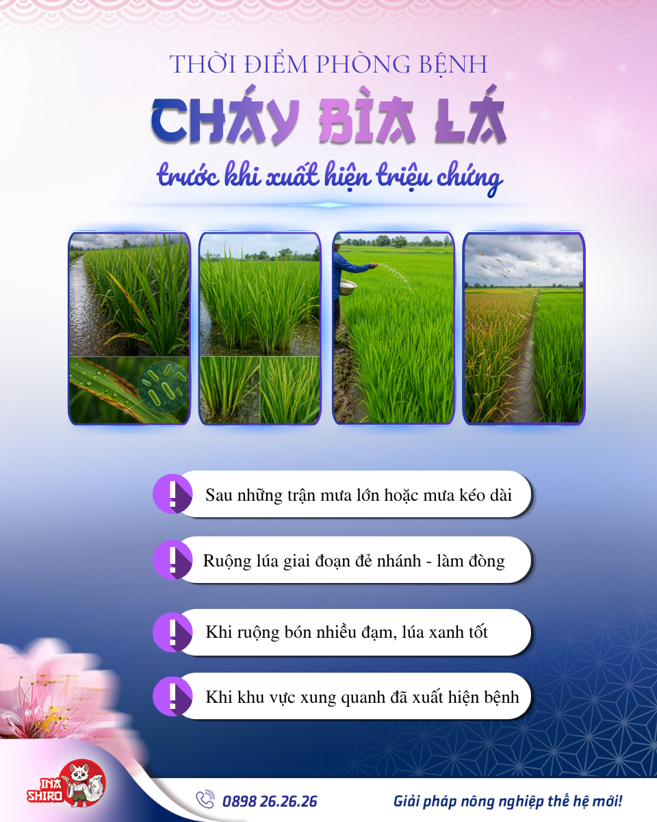 Thời điểm vàng phòng bệnh cháy bìa lá lúa trước khi xuất hiện triệu chứng