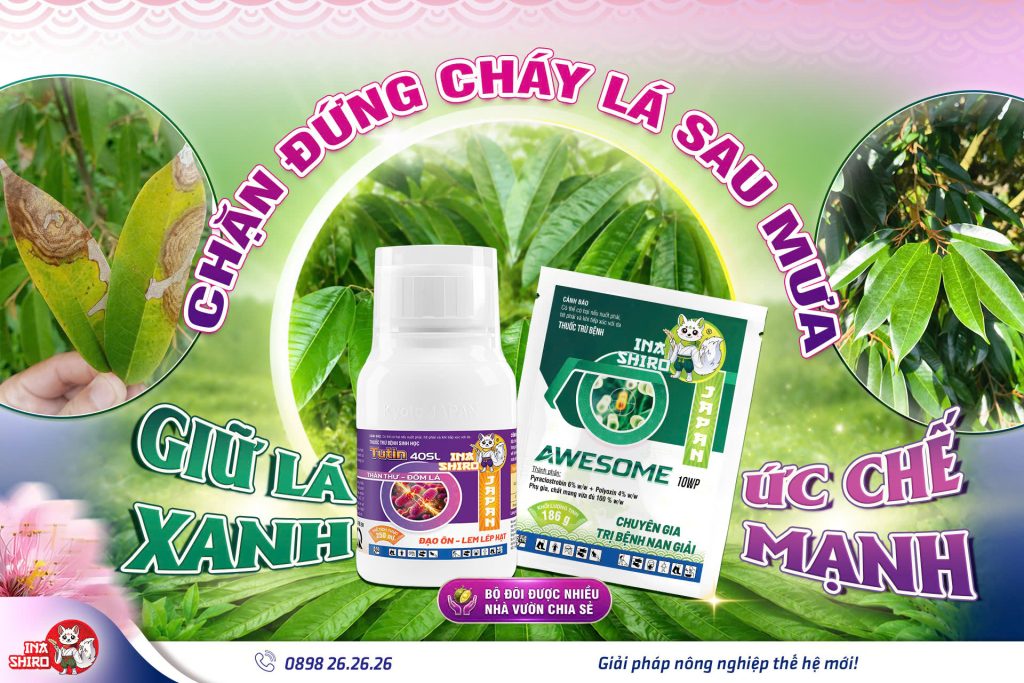 Thuốc trị cháy lá sầu riêng hiệu quả: Bộ giải pháp của Inashiro - Thuốc trừ bệnh Tutin 40SL và Awesome 10WP