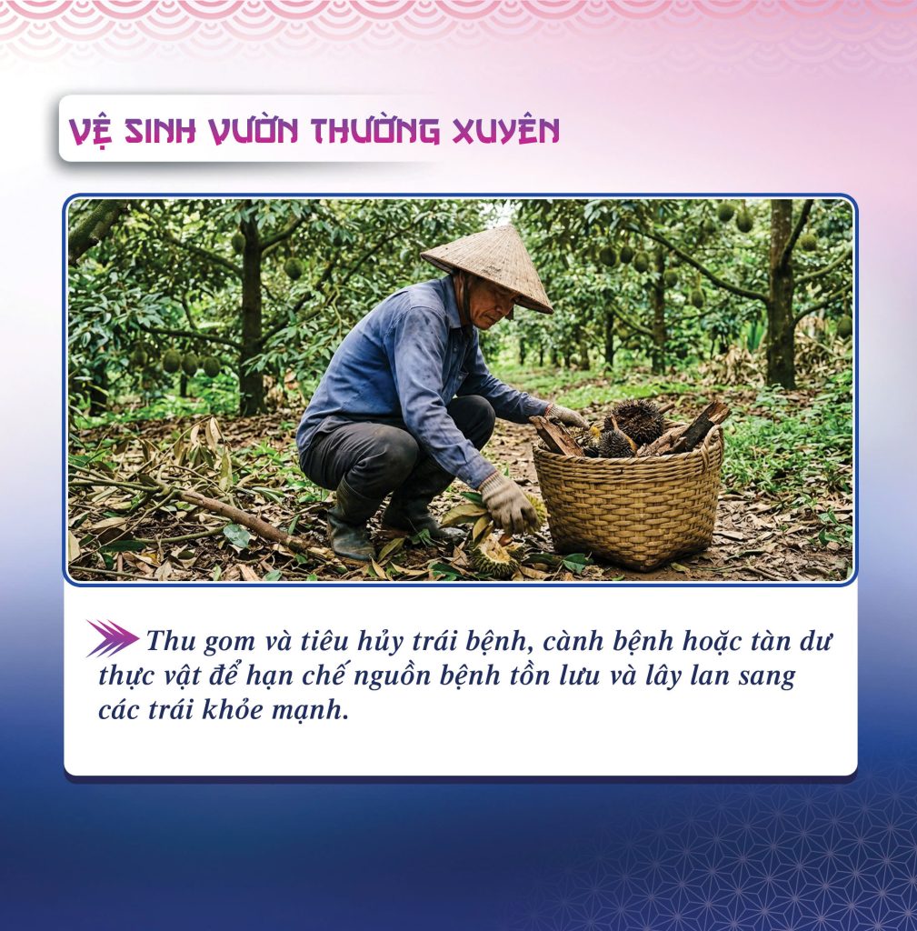 Vệ sinh vườn thường xuyên là nguyên tắc phòng bệnh thối trái sầu riêng không thể bỏ qua