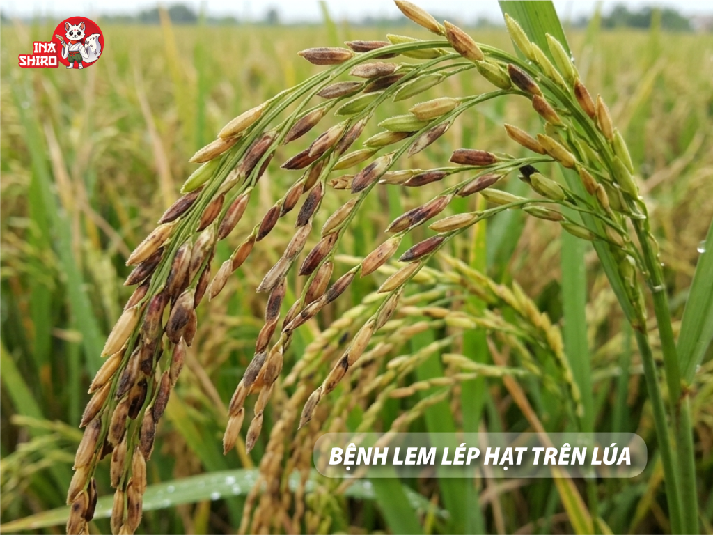 Biển hiện của bệnh lem lép hạt trên lúa
