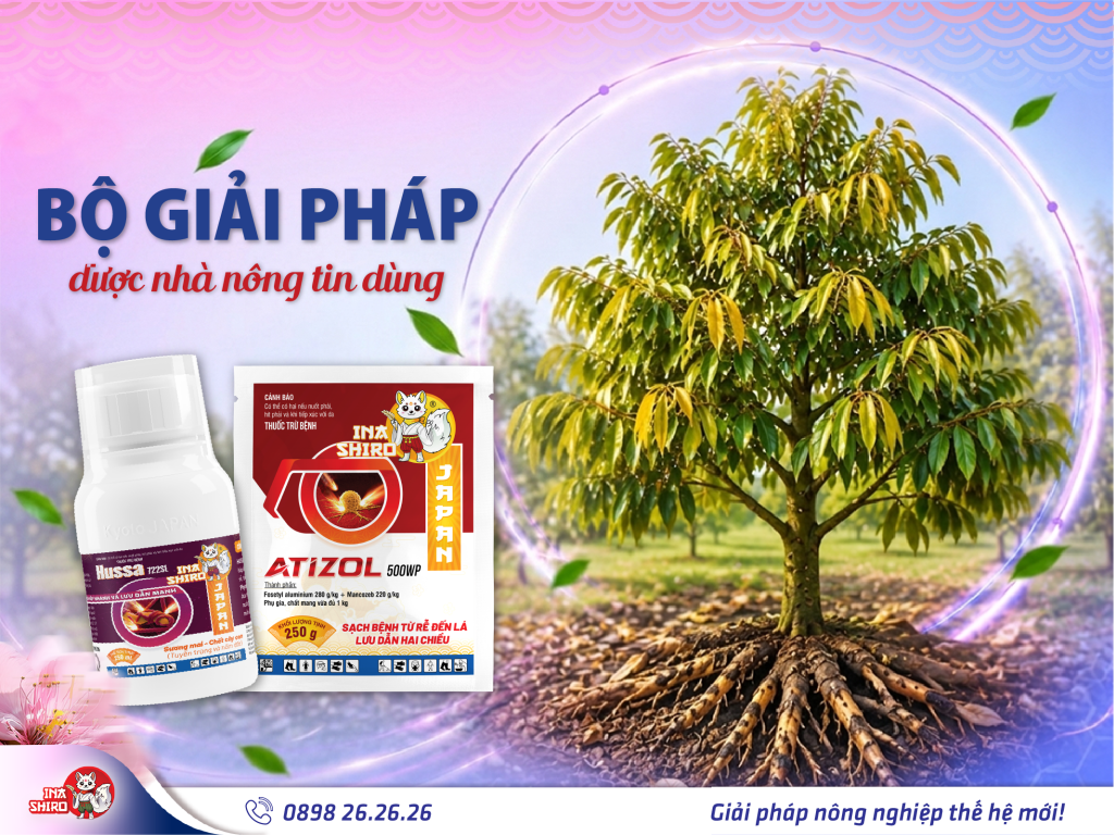 Bộ giải pháp quản lý và phục hồi bộ rễ sầu riêng hiệu quả