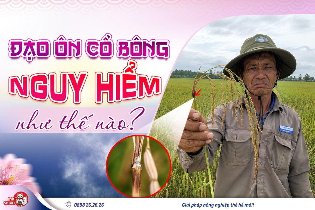 Đạo ôn cổ bông nguy hiểm như thế nào