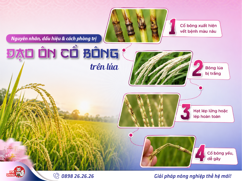 Đạo ôn cổ bông: Nguyên nhân, dấu hiệu nhận biết và cách phòng trị hiệu quả
