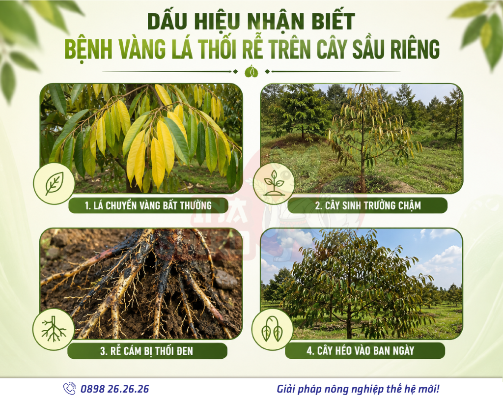 Dấu hiệu nhận biết bệnh vàng lá thối rễ trên cây sầu riêng