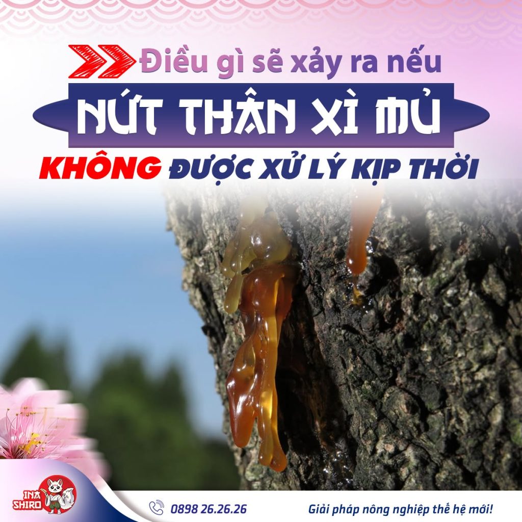 Điều gì sẽ xảy ra nếu nứt thân xì mủ trên sầu riêng không được xử lý kịp thời