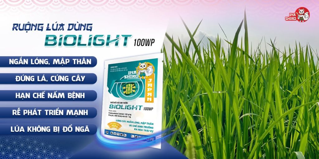Thuốc điều hòa sinh trưởng Biolight 100WP chứa hoạt chất Prohexadione Calcium - Giải pháp giúp lúa đứng lá, cứng cây, ngắn lóng, mập thân
