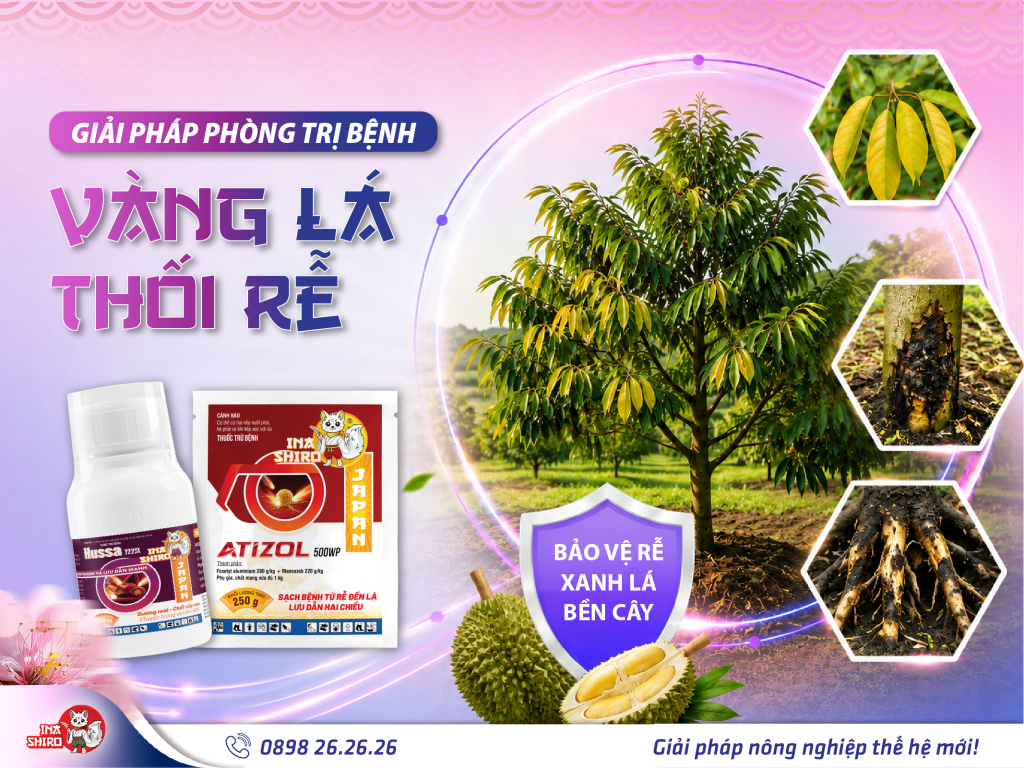 Giải pháp phòng trị bệnh vàng lá thối rễ trên cây sầu riêng hiệu quả được nhà nông tin dùng