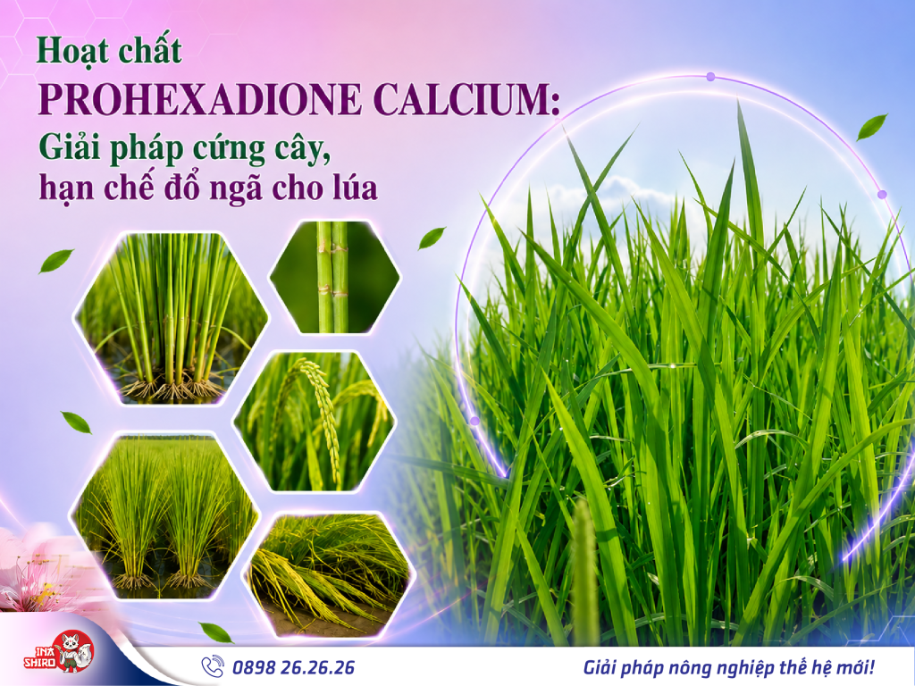 Hoạt chất Prohexadione Calcium - Giải pháp điều hòa sinh trưởng cho lúa, giúp cứng cây, hạn chế đổ ngã tối ưu
